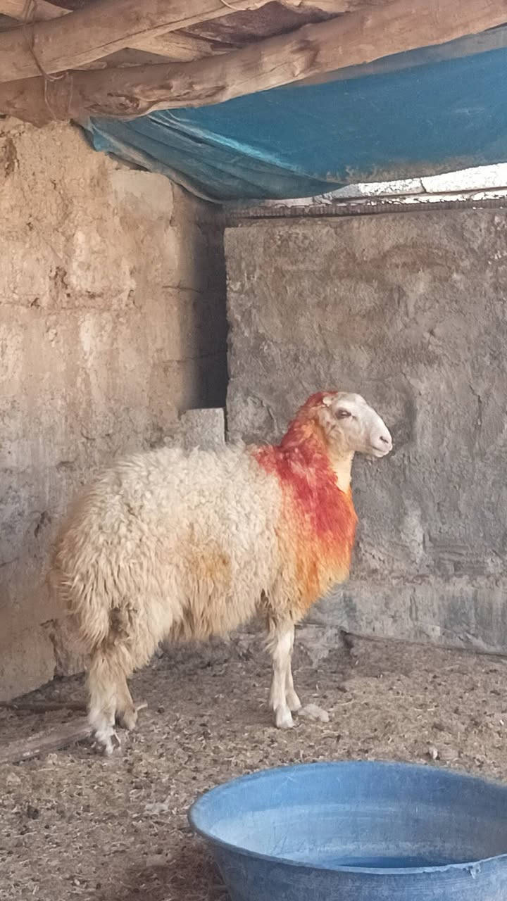 السلام عليكم 
 دجه صرصه  للبيع 
خشف تبارك الرحمن 
خشانه ونصاحه فول 
مكفوله من كل عيب 
مكاني الشرقاط 
***********
