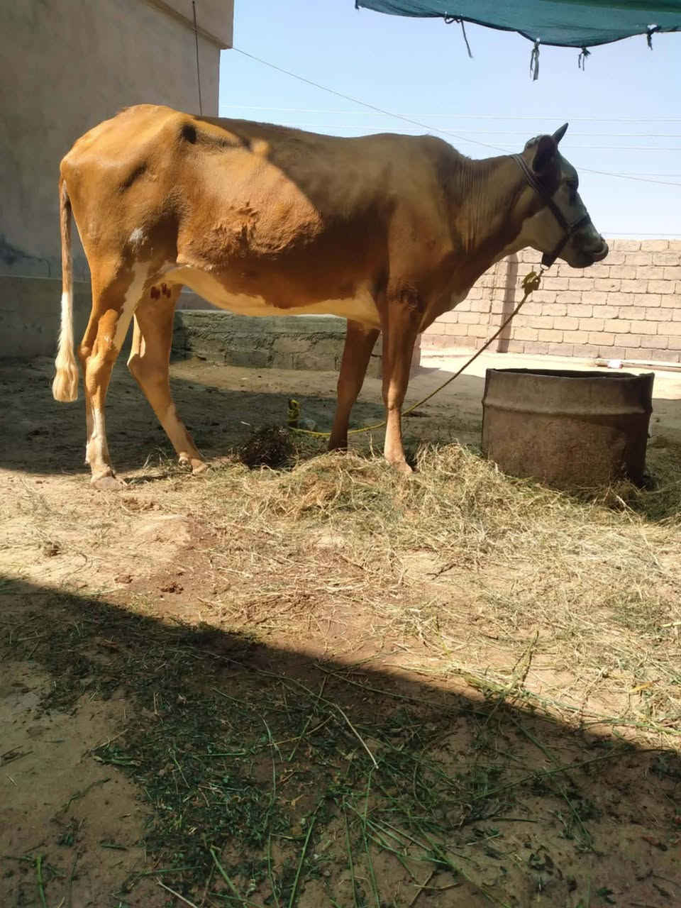 بسم الله ماشاءالله.
1ـ بقره سوداء ولاد جديد وراها حولي جنس دسامه وامان وبسعر مليونين و650
2ـ بجر صفراء خشنه وسمينه اعشار في الشهر 6  كفاله وبسعر مليون و950
3ـ بجر جنس فريزي خشنه وبسعر مليون و450
4ـ بجر جنس فريزي وبسعر مليون و275
اسديره وسطى قرية طق طق 
***********
‏‪***********‬‏
