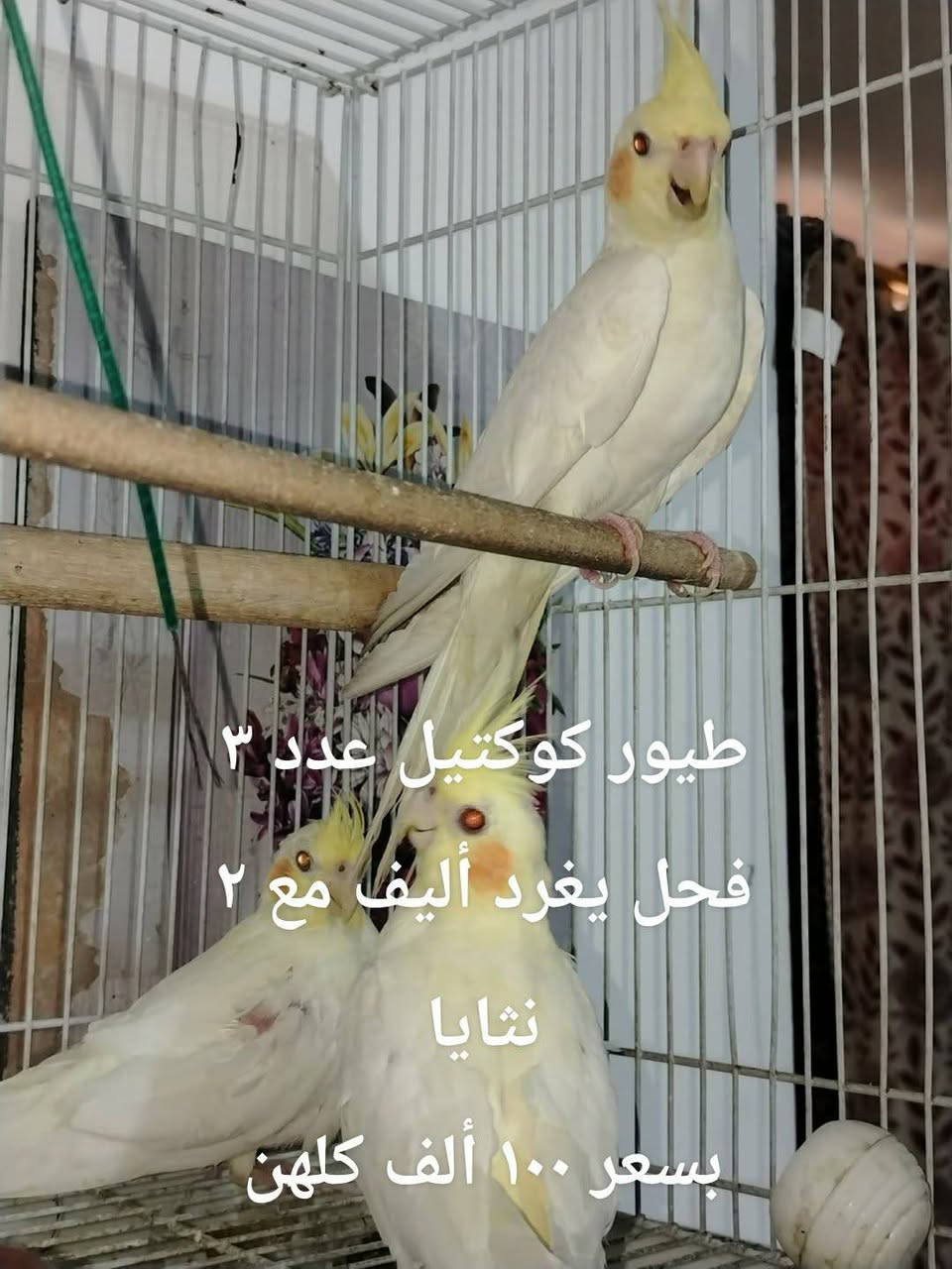 غراض للبيع غير متواجد على الفيس 
*********** كوفة شارع المطار الجديد

نص مكتوب في الصور:
- جهاز بخار تنظيف
- بالكارتون بسعر ٥٠ ألف
- كرسي مكتبي بسعر 50 ألف
- بايسكل حجم ٢٦ رياضي بسعر ٤٥ ألف
- طيور كوكتيل عدد ٣ فحل يغرد أليف مع ٢ نثايا بسعر ١٠٠ ألف كلهن
- مكنسة كهربائية جديدة فتحتها لغرض التصوير والفحص سعر ٦٠ ألف