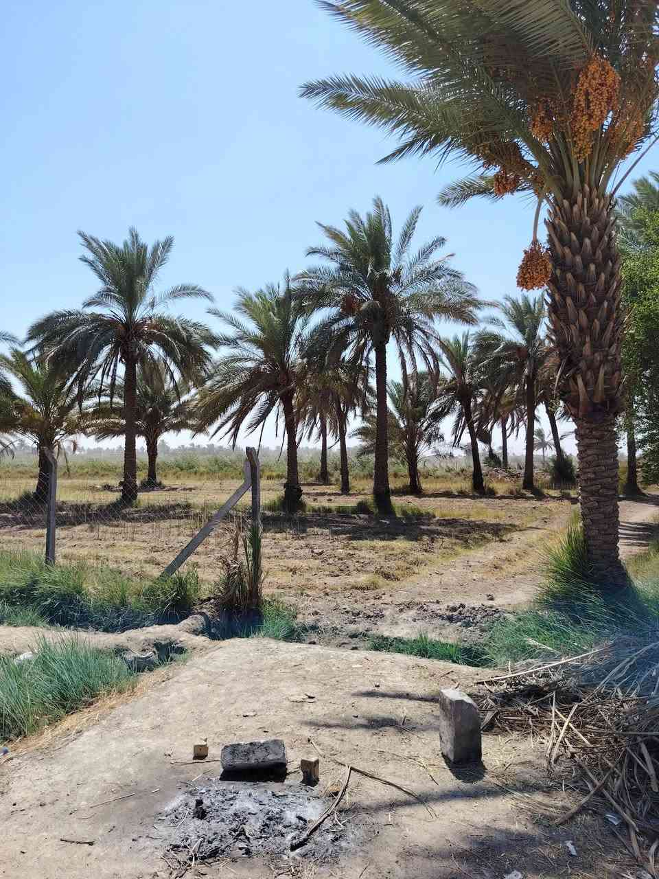 بستان عنوان طريق حله نجف خلف جامعه بابل مساحه 3دوانم وربع مساحه 8750متر طابو زراعي سند 25 بسمي تحويل سند بأسم المشتري ويبعد البستان عن طريق حله نجف 2ونص كيلو نهر سقي خلف البستان وماي اساله متوفر 24ساعه وبير ارتوازي سعر الكلي 190مليون
*********** وتساب 
*********** اتصال    مرخصة الادمن

نص مكتوب في الصور:
- نبتة