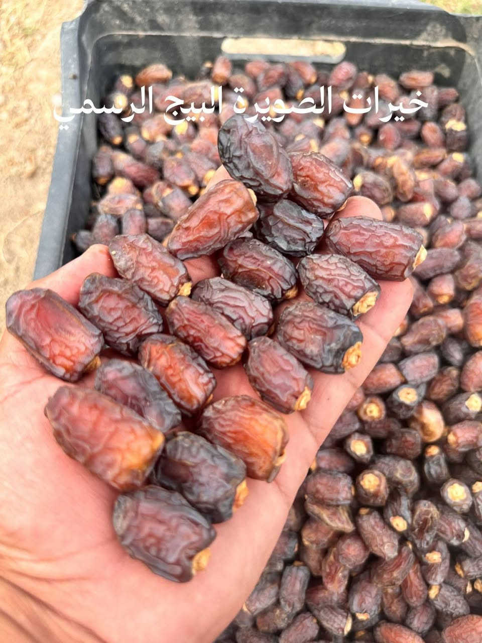تمر بريم • درجة أولى • خيرات الصويرة