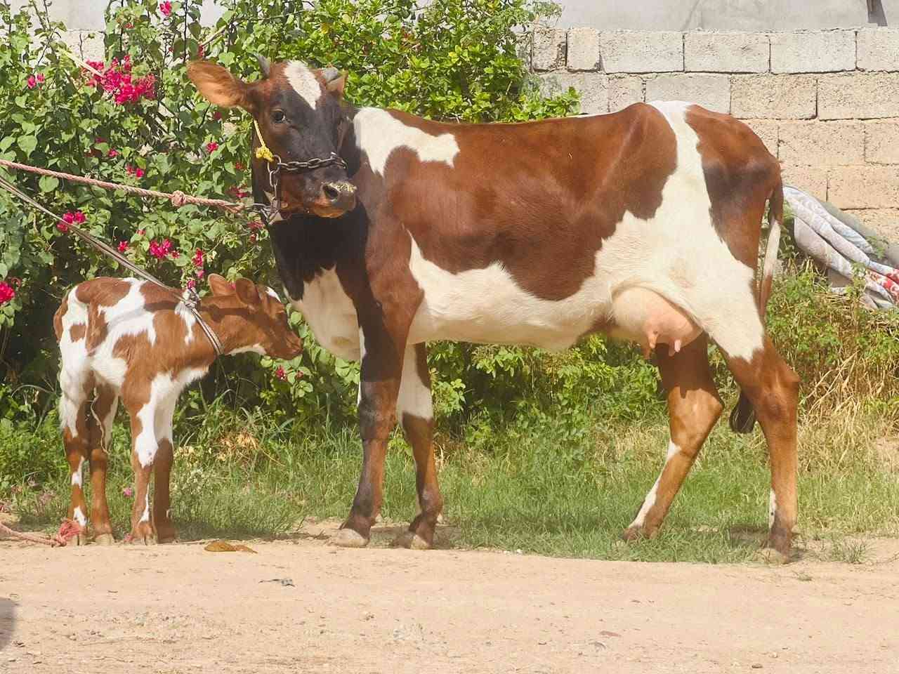 بكر أول بطن • حليب خير • ناحية الزاب