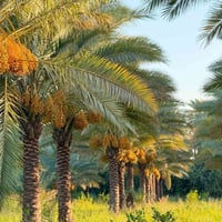 ملك صرف • سند نموذج ٢٥ • قرب جزيرة بغداد