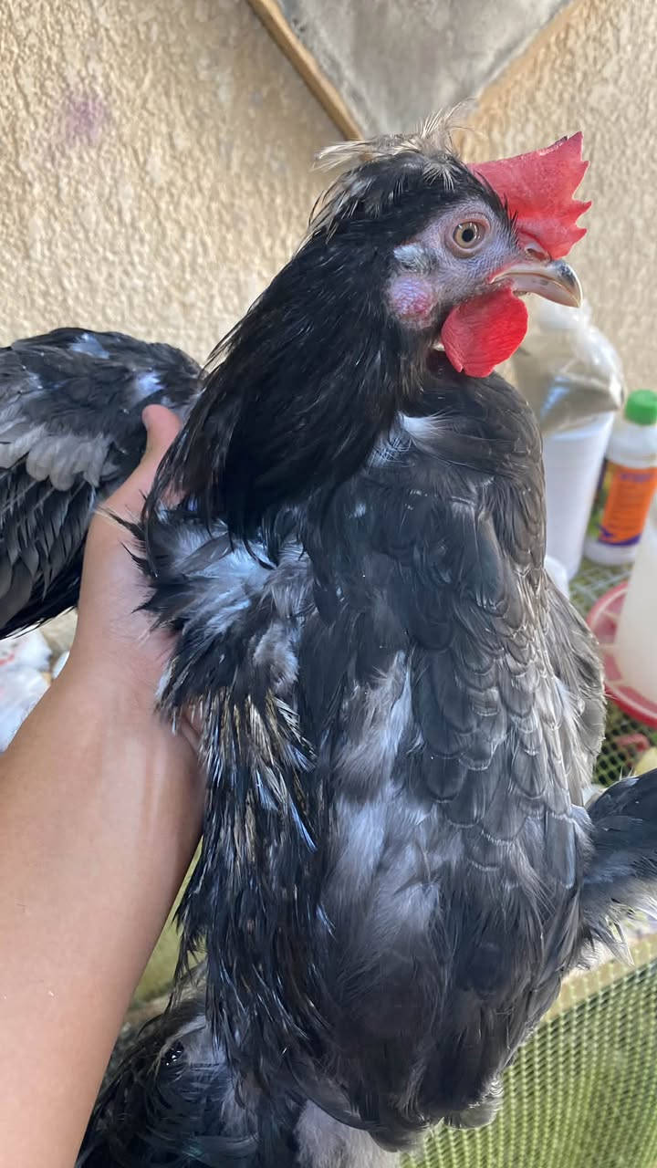 ديوك ذبح
التك ب ١٠ 

عددهن ٥ 

الوزن حوالي كيلو ونص

متوفر ذبح وتنظيف و توصيل 

***********
