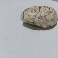 فيروز أبيض • حلقه • شهادة