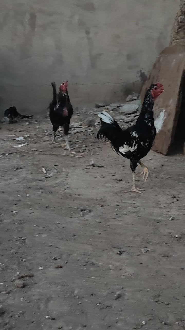 بلاوات • زوج • للبيع