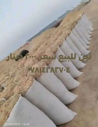 تبن • بابل • زوج