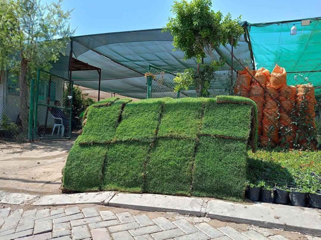 هندسة وديكورات الحدائق💐🌺 والنافورات⛲ والشلالات وزراعة الثيل⛰️ والنخيل🏝وقص الاشجار  مستعدون للعمل في🔴جميع المحافظات🇮🇶 والمنازل🏫 والمتنزهات💒 ودوائر الدولة🏢 وهذهي بعض الصور والفيديوهات من أعمالنا للتفاصيل اكثر الاتصال ***********📞📞او المراسلة على واتساب عنوانه الديوانيه مجمع التقيه

نص مكتوب في الصور:
- *********** ***********
- O HONOR X9b 108MP Ultra-Sensing Camera
- @hemo___24