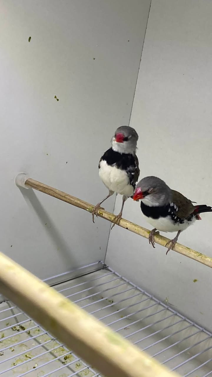 معرض السومري 

لبيع جميع انواع الاقفاص وباقي اغراض الطيور والحيوانات الاليفه جمله ومفرد
🦜🦆🦚🐿️🐈🦥🐓🦔🪵🍄

 ⭐️ منتجاتنا هي منتجات إيطالية 🇮🇹وإسبانيا 🇪🇸وبلجيكا 🇧🇪من شركات عالمية معتمدة وخاضعه لفحص المختبرية

عنوان المعرض : الناصريه 

📍 قضاء الرفاعي حي العمال .شارع الجنسيه 

لمزيد من المعلومات اتصل على رقم الهاتف المحمول ☎️
***********
 #معرض السومري
 #منتجات ايطاليه
 #بلابل @إشارة
