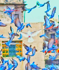 بيت للبيت مساحه 200 قرب مدرسه العميد او خلف مدرست العميد مباشر بل فرع ...