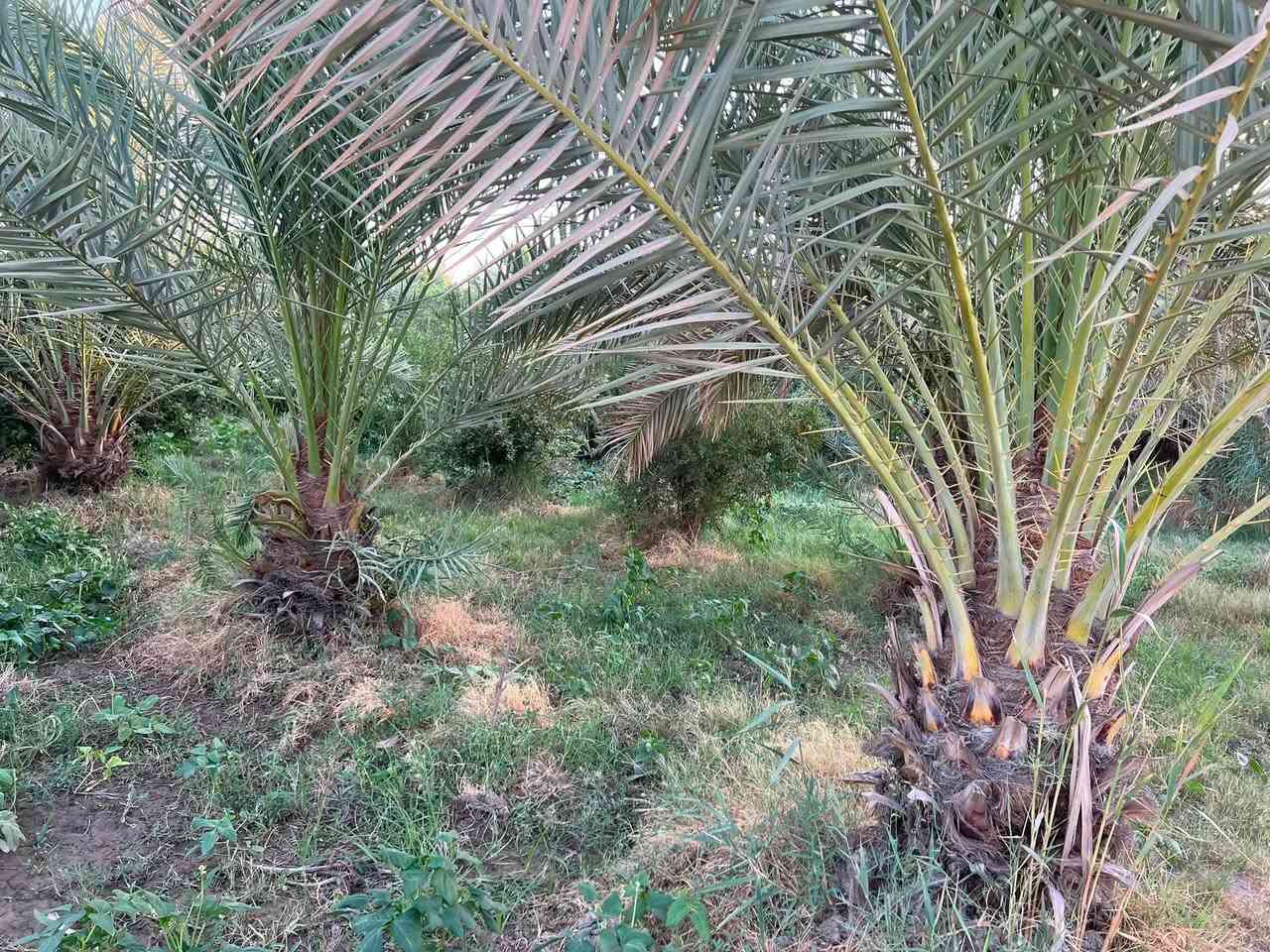 ✅توجد 6 دوانم و600 متر طابو زراعي ٢٥ تحتوي على اربع منازل 🏠 

واجهة 40 ونزال 400  وتحتوي على اكثر من ٦٠٠ شجره مثمره ونخيل بانواعه 

✅متوفر كافه الخدمات ماء كهرباء مدارس مركز صحي 

✅الموقع طريق كربلاء نجف منطقة شط الله ولها مدخل ثاني الجدول الغربي طوريج 

سعر الدونم 120 مليون وبيه مجال للشراي للاستفسار ***********
