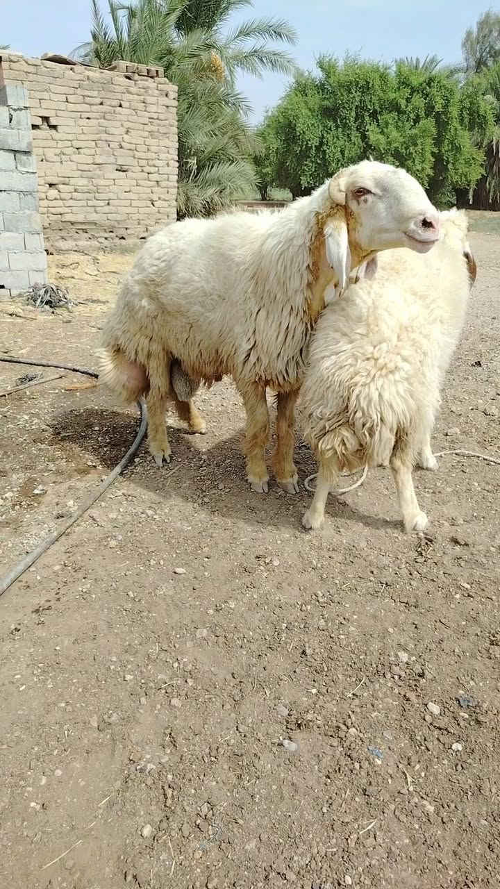 نوادر • الكوت • توصيل