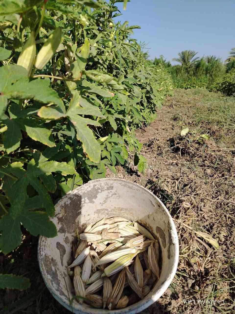 بذور بانيه • درجة أولى • صويره واسط