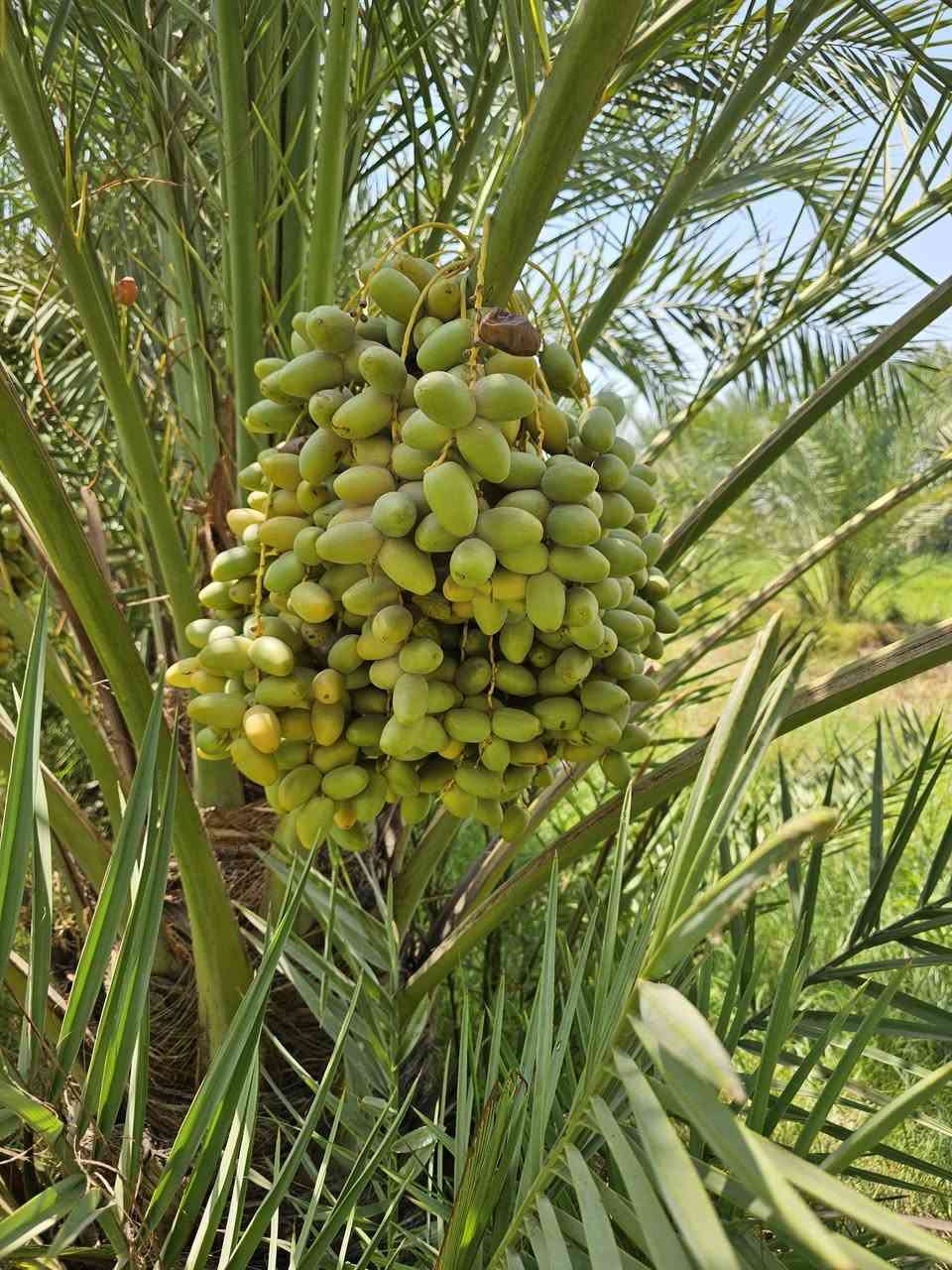 السلام عليكم عندي فسايل نخل خستاوي درجه اولى تعال اشلع واخذ مجانأ باللطيفيه لكاع مزروعه سهله بشلاع غير متواجد على الفيس لتواصل اتصل على الرقم ***********
