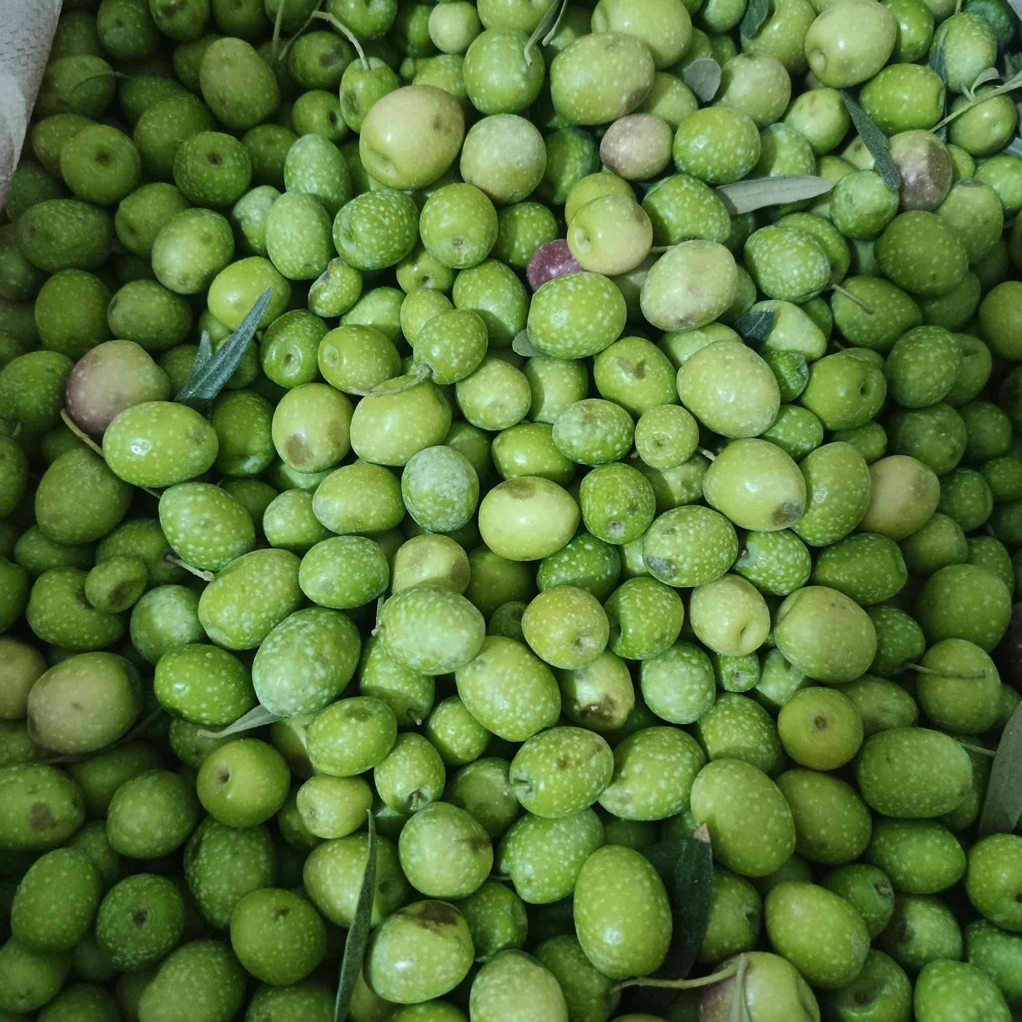 زيتون • أربيل • واتساب