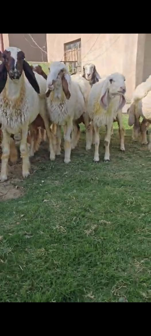 فطايم كريشيات خط اول العدد 10المكان كوت الدجيلي واكو خدمة توصيل والشراي يتصل ****************************
