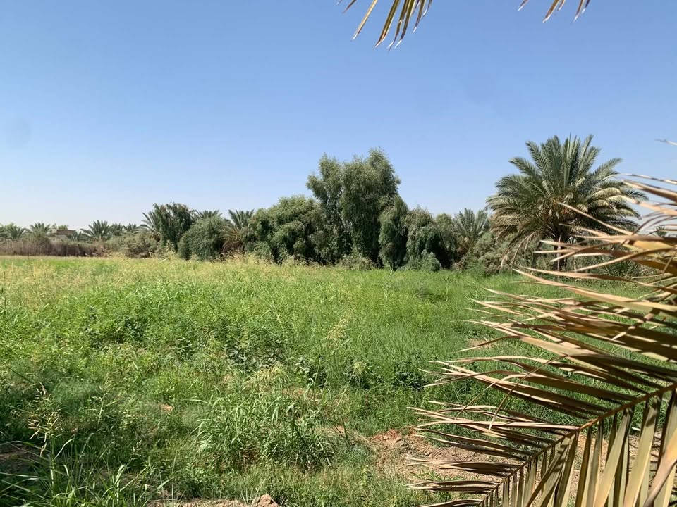 للبيع.. السلام عليكم ارض زراعيه 4 دونم مع بيت كبير ومشتمل  . جنس الأرض 117 مع شارع خاص للأرض فقط . الأرض محدده ب٣ نهران . . موقع الأرض بابل منطقه الطاهريه تبعد عن شارع حله بغداد ٢ كيلو 

*********** واتساب 

***********
