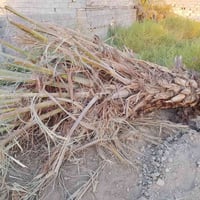جذع مال نخل موجود عندي الي يريده يجي ياخذه 07833553437