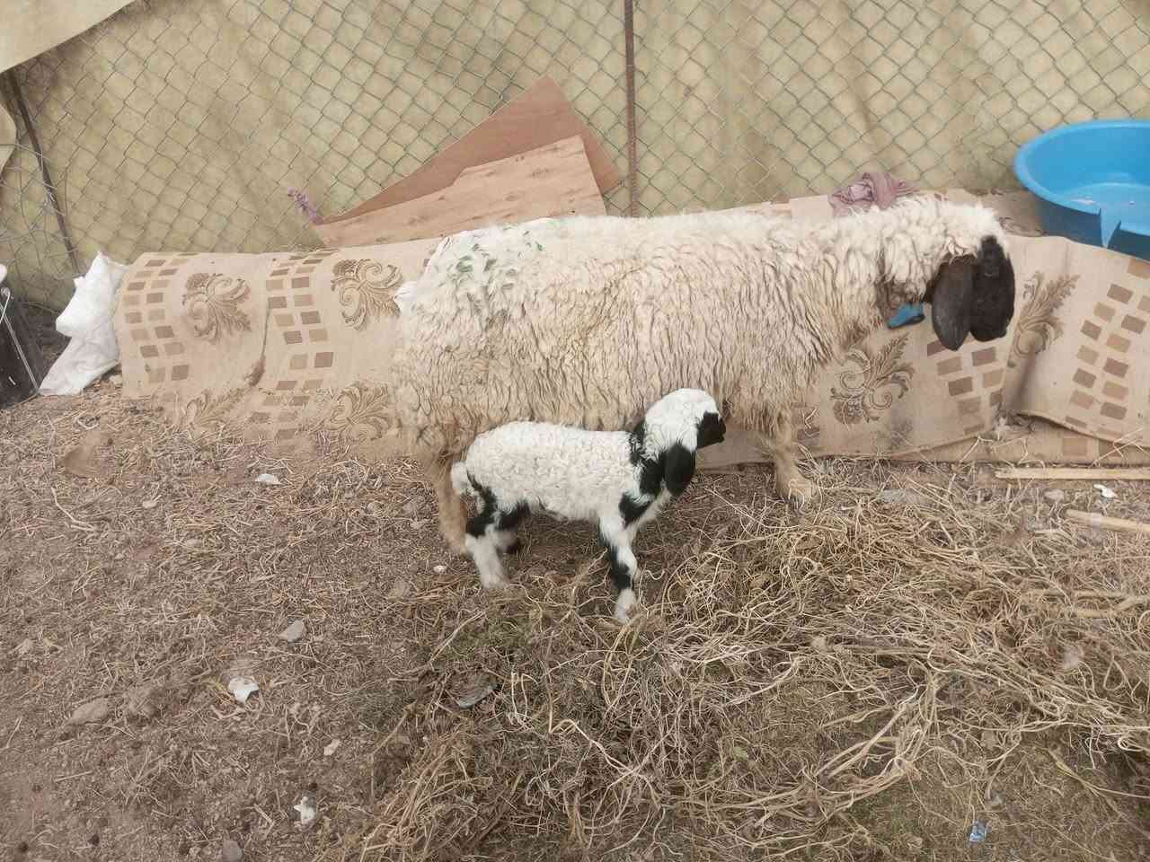 رقوث سن وشطر ونصاح سعر 575 مكان بروانه حي الشرطه يوجد توصيل توصيل على شراي ***********
