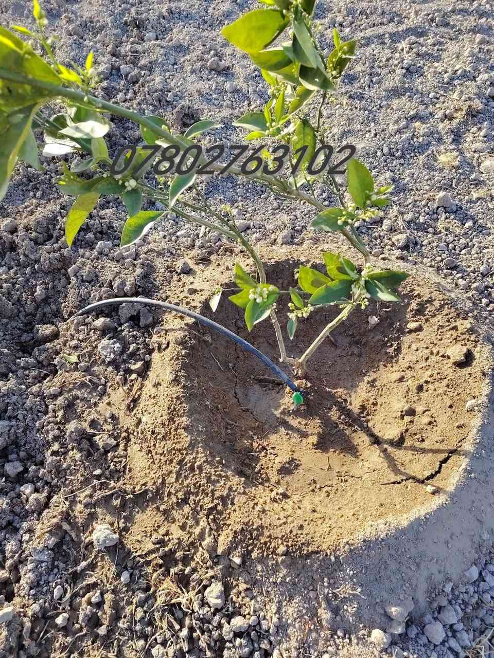 السـلام عليـكم 
👷 عمـل وتأسيس منضومة التنقيط والمرشات 
📐 نعمل بأحدث الطرق المتميزه . عمل هندسي
💦مستعدون لتنقيط المزارع والبساتين والحدائق.....
🪏تجهيز الدوانم الفارغه وزراعتها الفسائل والأشجار... 
🔨 دقـه . التزام . تنفيـذ
📞 للتواصل ***********
