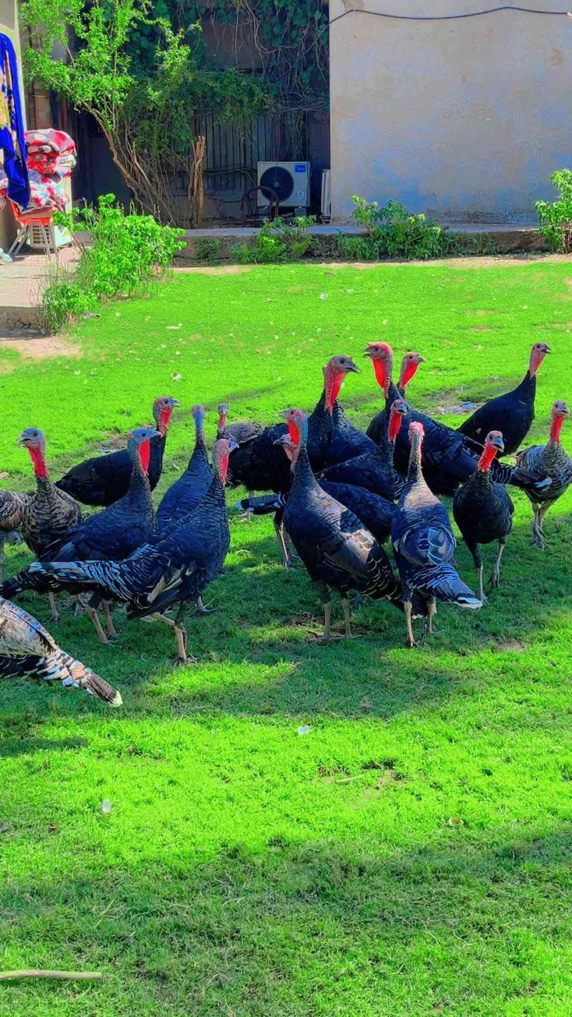 فسيفسات عرب اصليات العدد ٢٠ بيهن فحله ٢ والباقي نثايه كلهن حايلات وبياضات  حلال مال مزرعه شرط الصحة والنظافة الوانهن تخبل عرايس ماشاء الله ، للجنايه واهل المحميات وبلعافيه علياخذهن ، ابيعهن كلهن شلع الشراي اليريدهن يراسلني على الماسنجر وبيه خير ويدلل مكاني بغداد التاجي ، *********** واتساب فقط …
