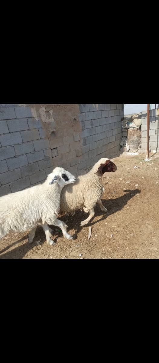 بسم الله ما شاء الله متاح للبيع  العدد 4 حلال درجه اولى كله على اول بطن وثاني بطن وين اللي يدور درجه اولى عشر فوق الثلاث اشهر خير من الله وين الجنه  عمي حلال خير من الله مكانه بغداد المشاهده قرب التاجي السعر خاص وين الجنه  عمي اللي تدور اصايل وحلوه (‪***********
