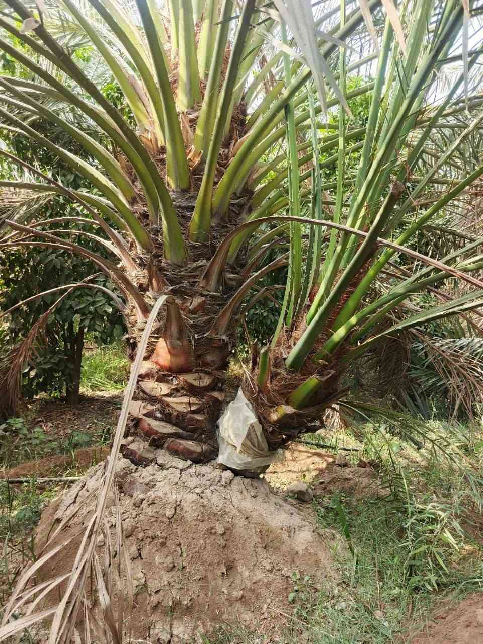 جراين برحي • بابل طفيل • عمود 317