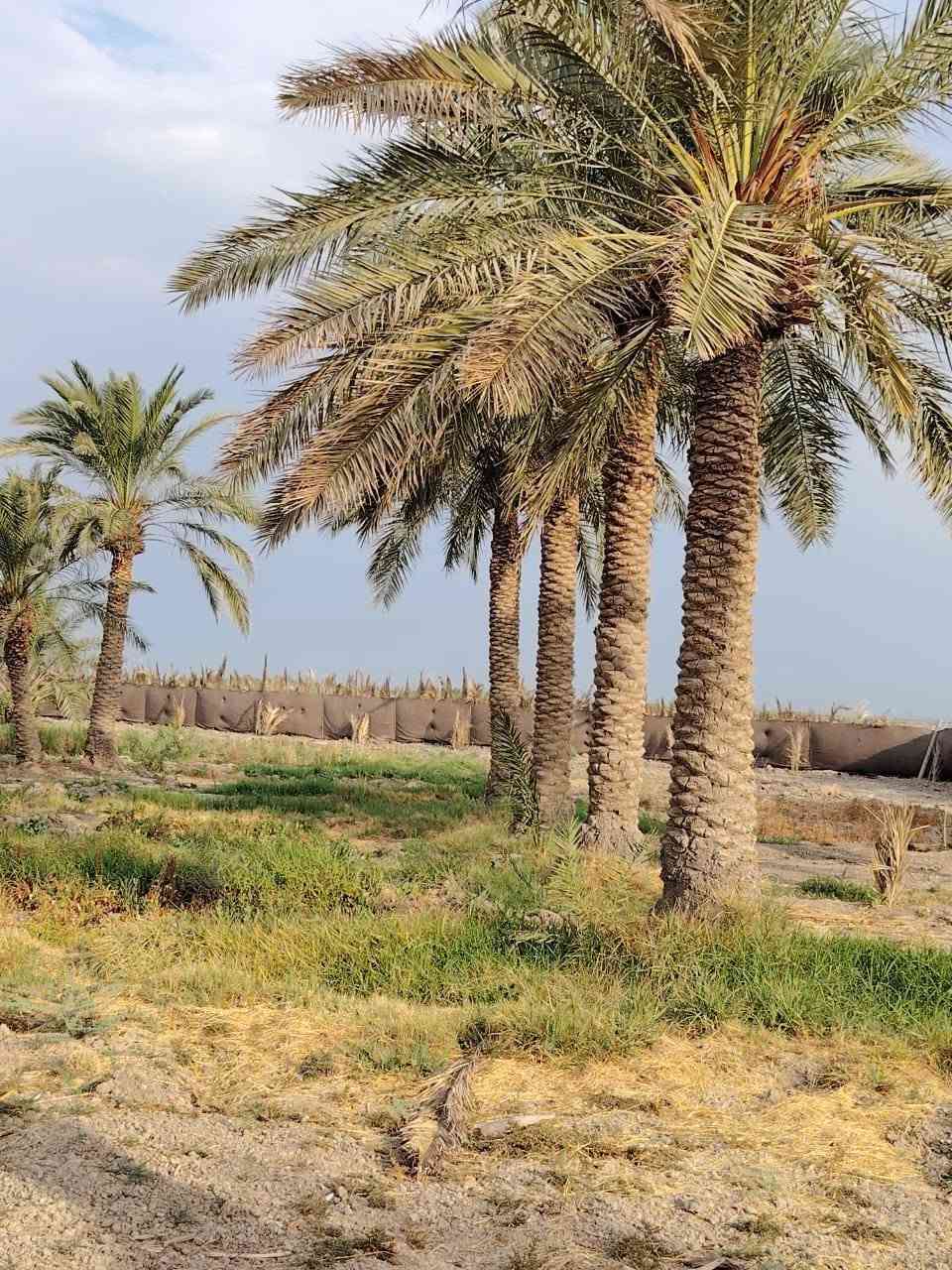 دونم وثلث • ٢٦ نخلة حملات • الناصرية
