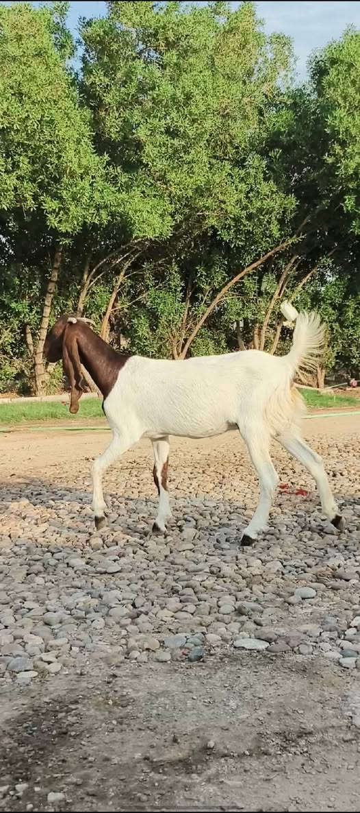 لبيع صخول افغانيات جبيره عليه شهرين سعر مناسبات المكان الرفاعي اتصل ***********
