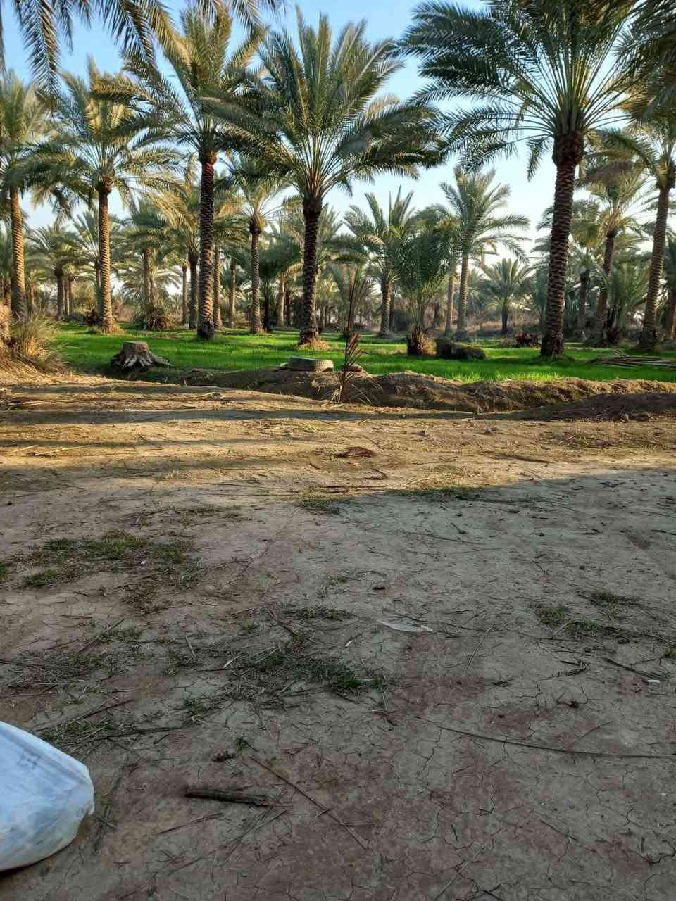 السلام عليكم 
بستان للبيع
المساحة 13 دونم طابو زراعي سند 25 باسمي تحويل مباشر
الموقع قضاء المحاويل قرية الشيتية
عدد النخيل اكثر من 400 اصناف منوعة شرسي خستاوي زهدي خضراوي بربن ديري
يبعد عن التبليط مسافة اقل كيلو 
ماء متوفر يحدها نهر من الامام والخلف
للاستفسار الاتصال على الرقم ***********

