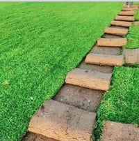 ثيل هندي • درجة اولى • كمية محدودة