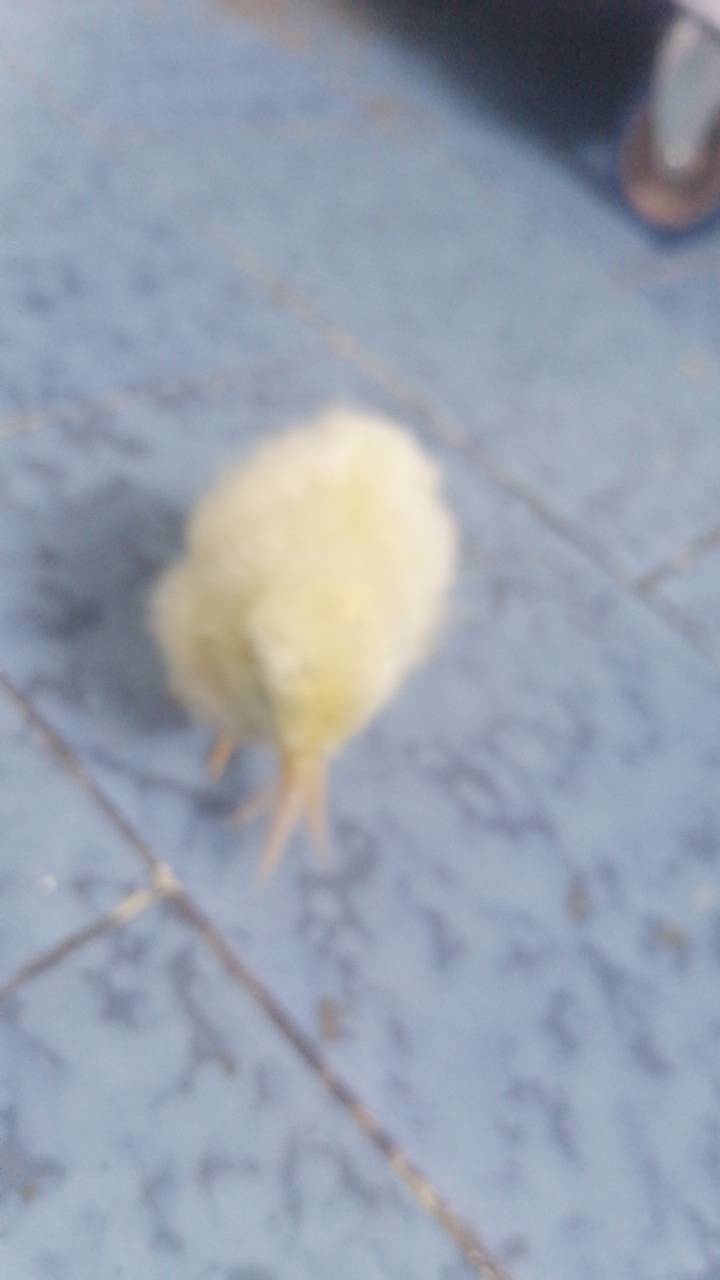 بلاش • مجاني