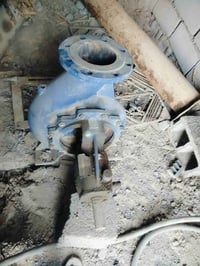 خنازير ايرانيه • خنازير هولنديه • ديالى الخالص