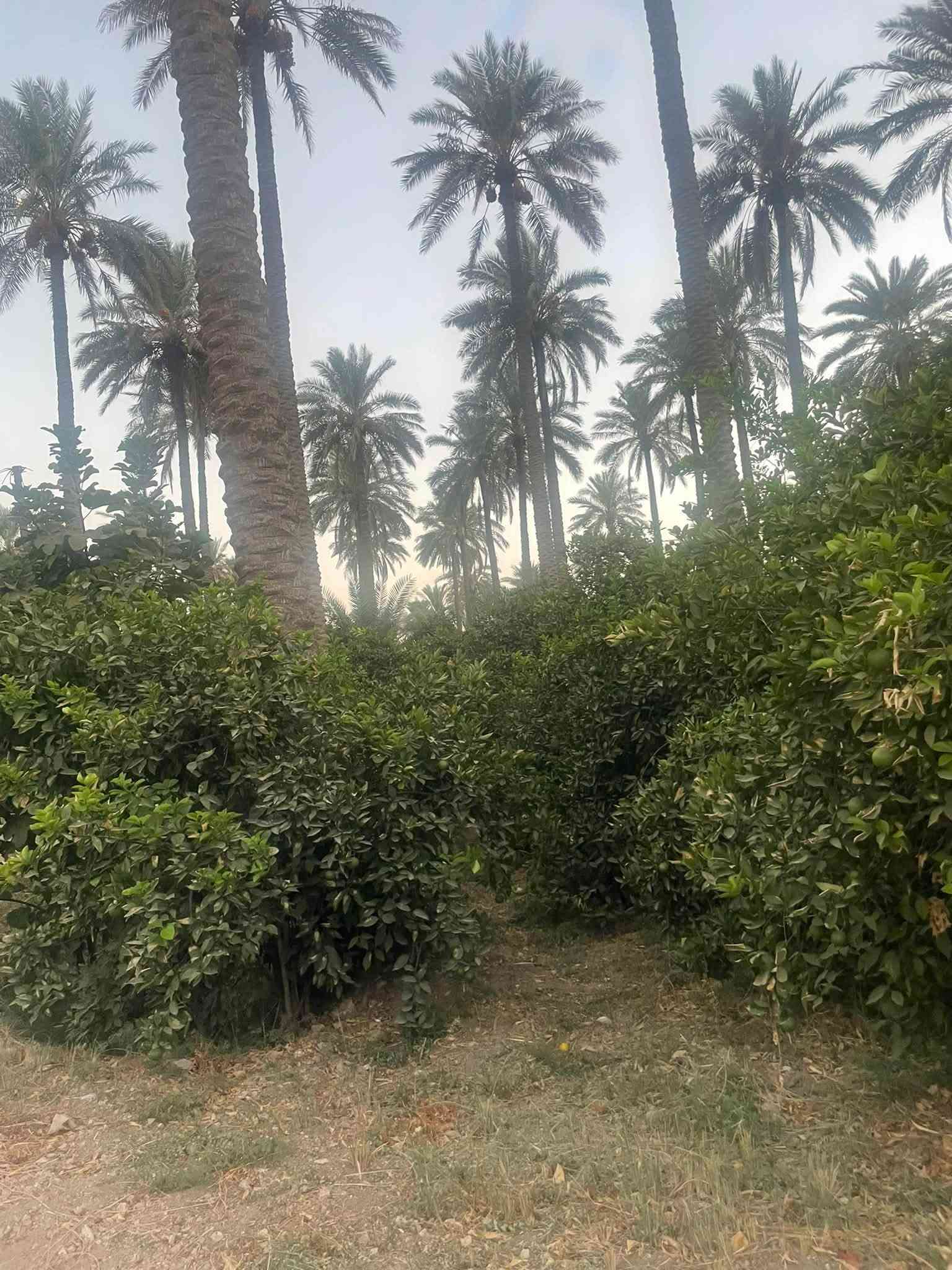 شركة دواجن • قاعتين جاهزات • ٢ دونم