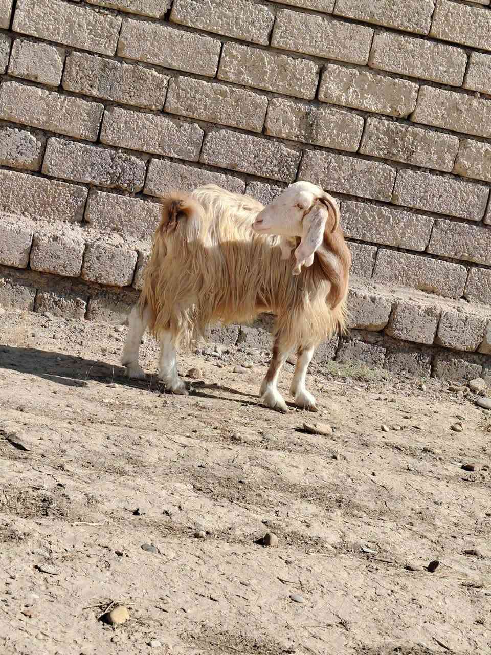 معز • ٤ راس • الشرقاط