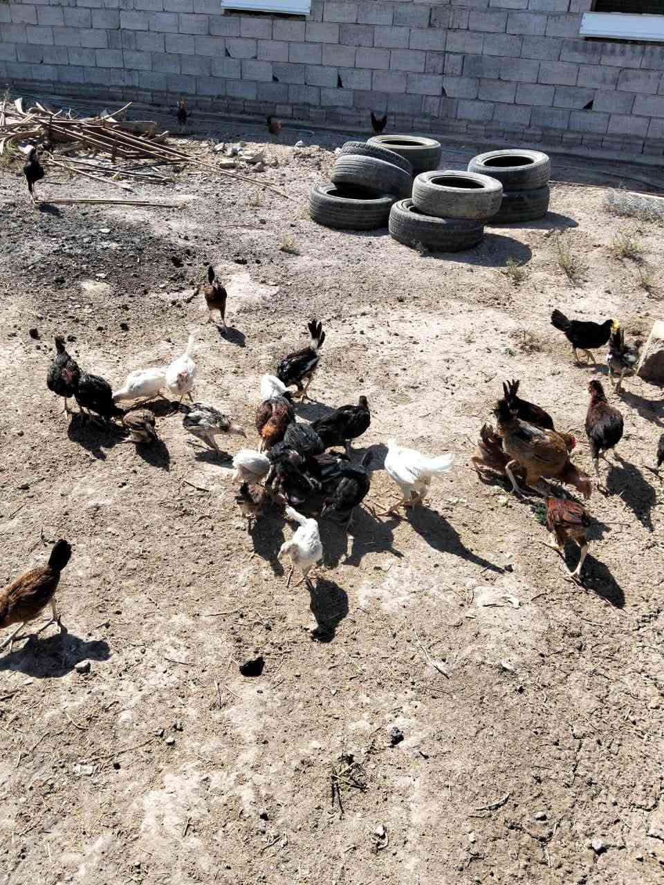 بالتعليق
