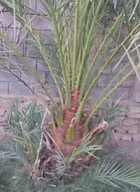 فسائل • برحي • ٩ قطع