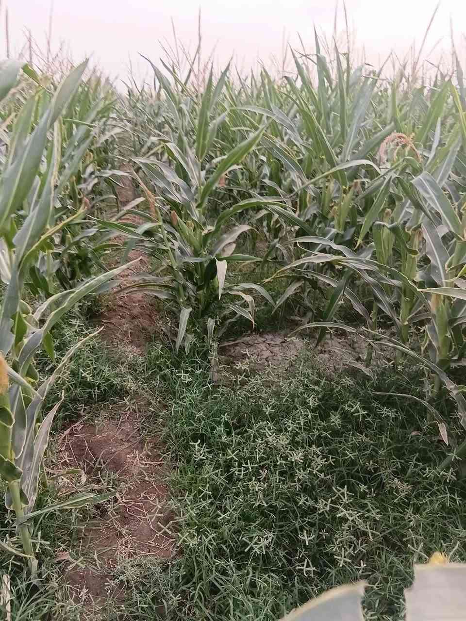 بابل جبله • جسر الخيرات • ٧ دونم