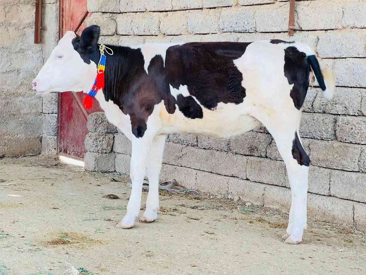 بسم الله ماشاء الله بجر سمتال اصليه حره ماتجي كل يوم من حض الجناي صوره من حلاته نخبه عريضه مريوفه حلال درجى اولى ول مايعرف قيمت الحلال لا يخابر نصاحه فول دكاكه مال اجل وبسعر مناسب المكان الشرقاط الخضرانيه الاتصال على الرقم ***********//ملاحضه توصيل موجود حسب الاتفاق
