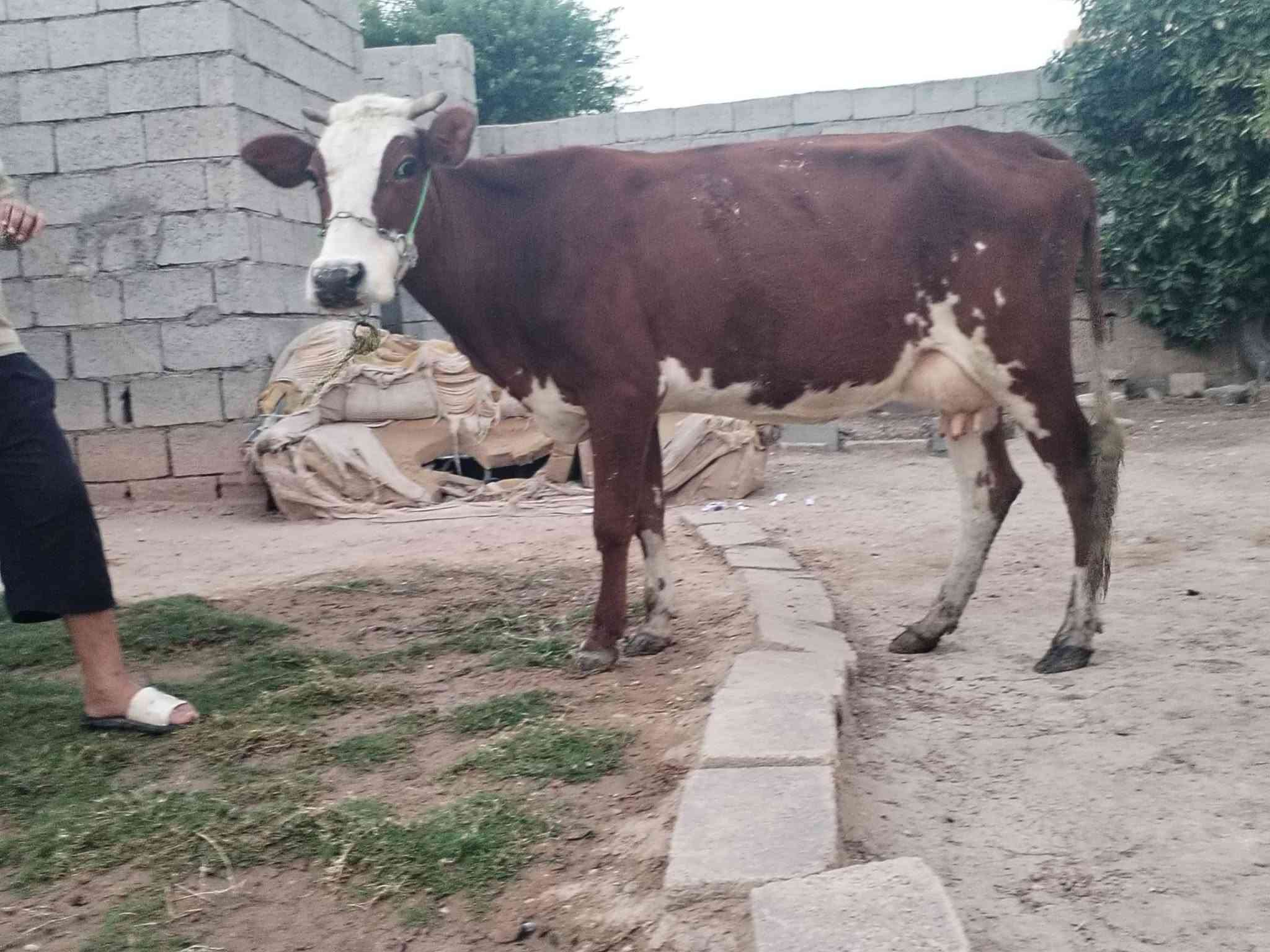 ناحية الزاب • شرط الحليب • شرط الدسامه