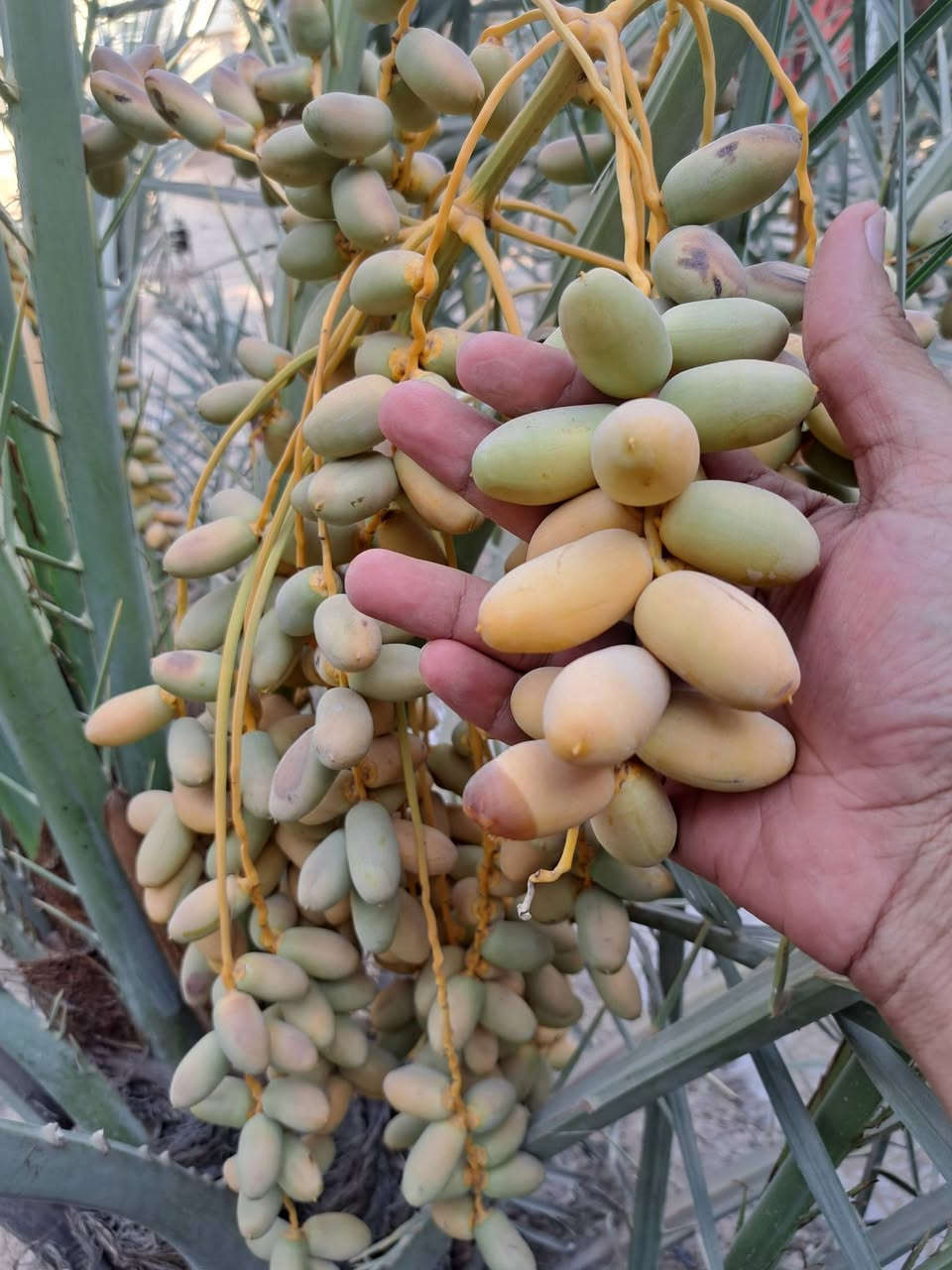 مكتومه للبيع جواها ٧ فسائل ب٥٠٠ الف وبيها مجال قليل
ابيعها هي وفسائلها مابيع بس فسائل مكاني بصرة ابوالخصيب ***********
