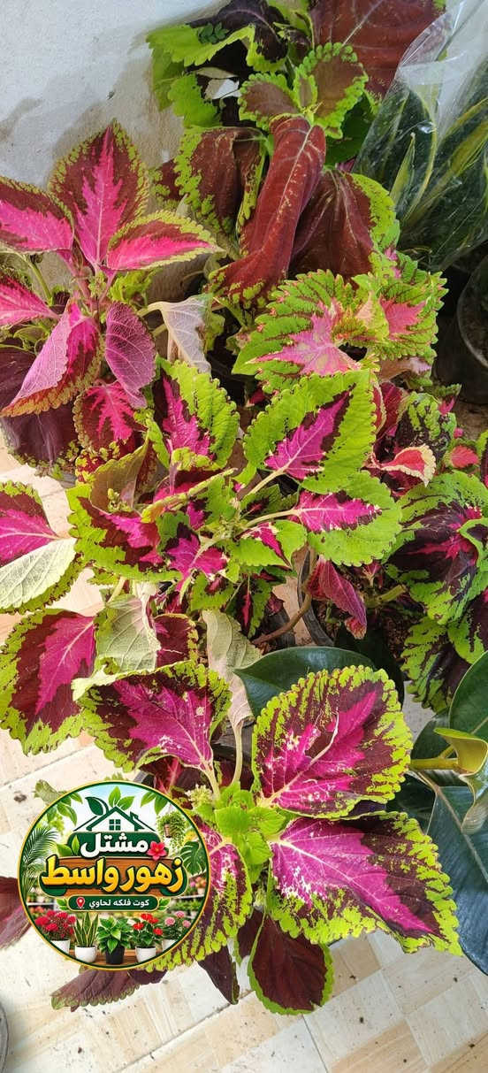 🌿🌸 نباتات ضلّية جميلة ومتنوعة 🌸🌿مشتل زهور واسط 
أجمل لمسة خضراء لبيوتكم ومكاتبكم 🤍🌱
اختاروا نباتاتكم المفضلة وخلو الطبيعة تضيف للمكان جمال وراحة.

🌸 مشتل زهور واسط 🌸

📍 العنوان: الكوت – فلكة الحاوي
#شارع_مستشفى_دمشق_الأهلي

🚚 خدمة التوصيل: متوفرة داخل مدينة الكوت فقط.

نستقبلكم بكل حب لتزيين منازلكم بأجمل أنواع الزهور والنباتات 🌿🌹

🕗 أوقات الدوام:
طيلة أيام الأسبوع
من الساعة 8:00 صباحاً إلى 8:00 ليلاً

📱 للطلب والاستفسار واتساب:
***********

أو مراسلة الصفحة الشخصية بلال الواسطي 🌹😊
