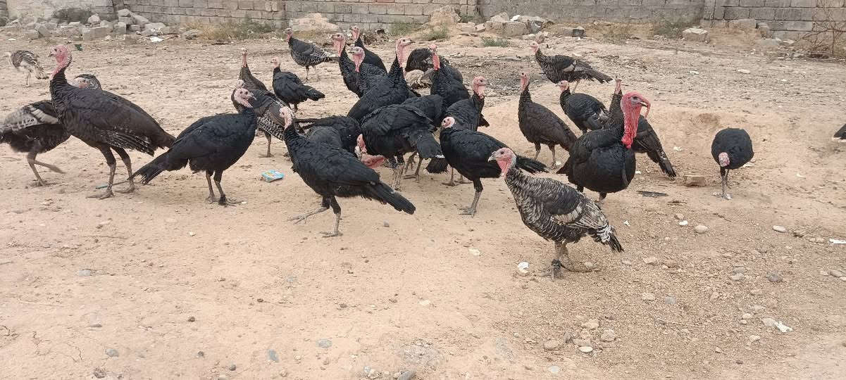 شيشي ٣٤ • ديوك ١٠ • فراريج ٢٤