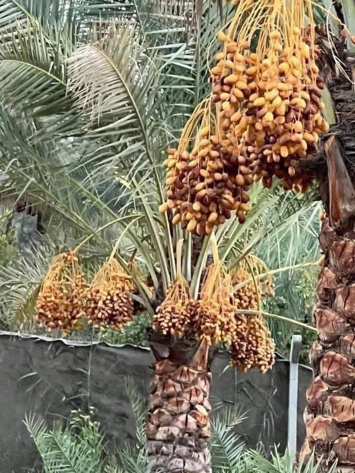 السلام عليكم
***********
