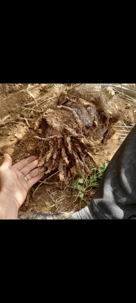 غرس • انواع متعددة • كميات