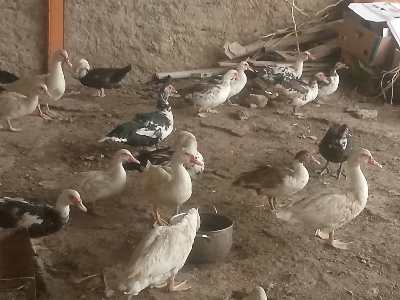 بط مصري • تلعفر