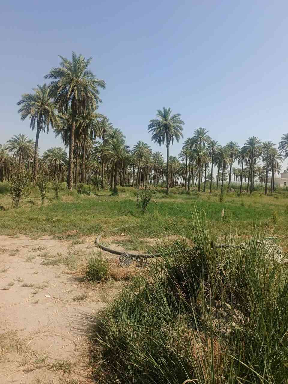 اسلام عليكم دونم ونص لبيع طابو زراعي سند 25 الواجه 60متر
خدمات كامله الوقع بني ساله مباشرتن وره جامع سيد شاكر
بسعر مناسب استفسار اتصال ع ***********
