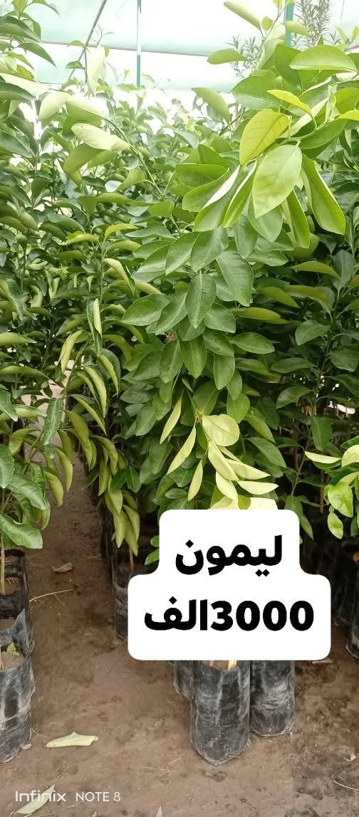 مشتل • اشجار حمضيات • الديوانية