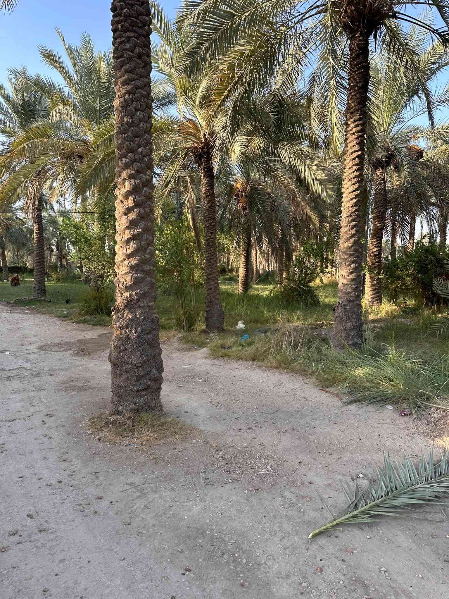 ٣ دونم • طابو زراعي • ١٢٠ نخلة