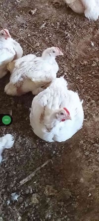 دجاج ذبح حي • قرية ضباب • وزن متغير